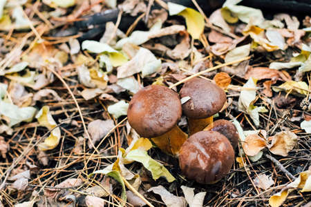 Imleria badia mushroom, Polish mushroom. Edible mushroom growing in the autumn fox.の写真素材