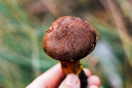 Imleria badia mushroom, Polish mushroom. Edible mushroom in hands on nature background.の写真素材