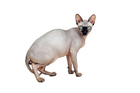 Canadian Sphynx male with green eyes, Chocolate color isolated on white background.の写真素材