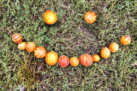Smile from a Vietnamese small melon. Striped exotic ripe fruit.の写真素材
