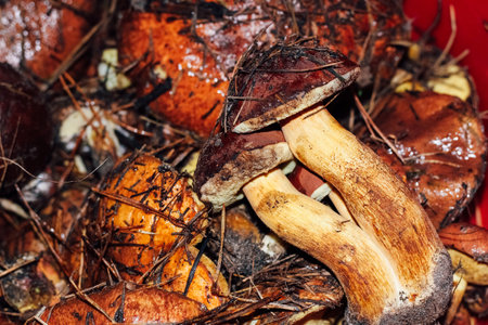 Collected forest mushrooms in a basket - Imleria badia, Leccinum, Suillus.の写真素材