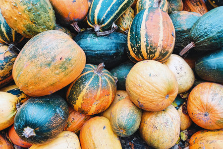 Fodder pumpkin, autumn harvest. Multicolored and striped pumpkins.の写真素材