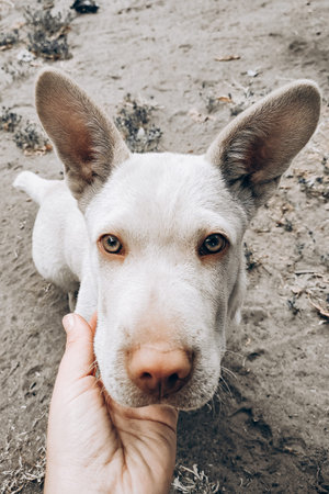 Hand stroking a purebred puppy with brown eyes.