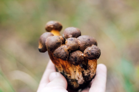 Imleria badia mushroom, Polish mushroom. Edible mushroom in hands on nature background.の写真素材