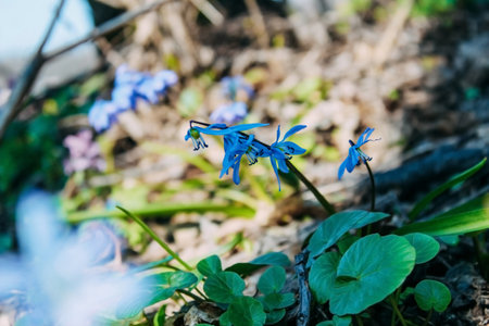 Bulbous herb lily (Scilla bifolia) in the spring forest. Primrose.の写真素材