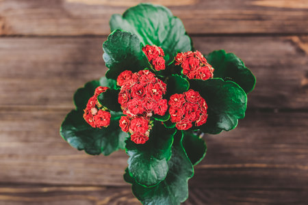 Blooming red flower Kalanchoe blossfeldiana against a background of brown boards.の写真素材
