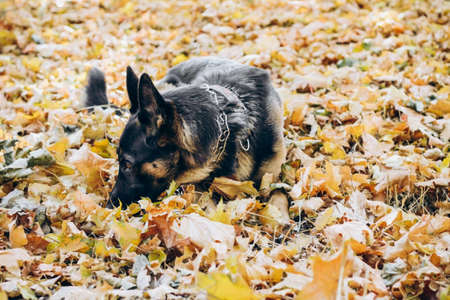 German shepherd lying in autumn yellow leaves.の写真素材