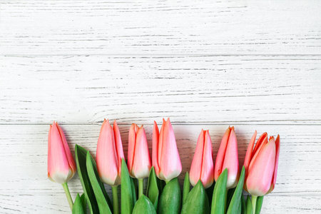 Pink spring tulips on a background of white boards. Place for text.の写真素材