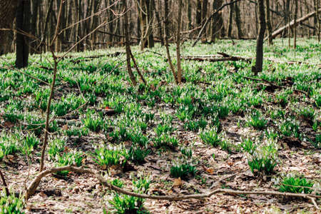 Snowdrops in a clearing in the forest. Spring primrosesの写真素材
