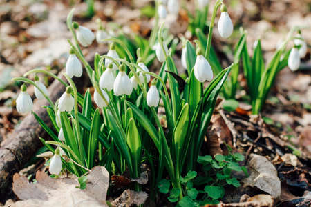 Snowdrops in a clearing in the forest. Spring primrosesの写真素材
