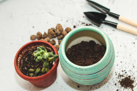 The succulent pachyphytum is transplanted into a new pot using garden tools.の写真素材