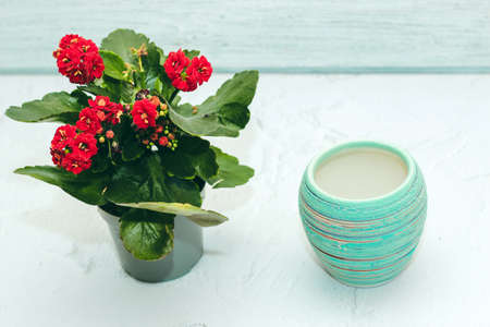 Kalanchoe succulent plant with inflorescences in a pot with garden tools for transplanting.の写真素材