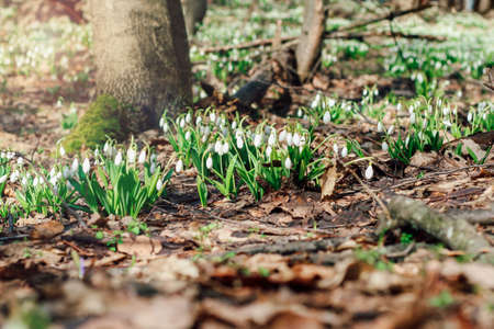 Snowdrops in a clearing in the forest. Spring primrosesの写真素材