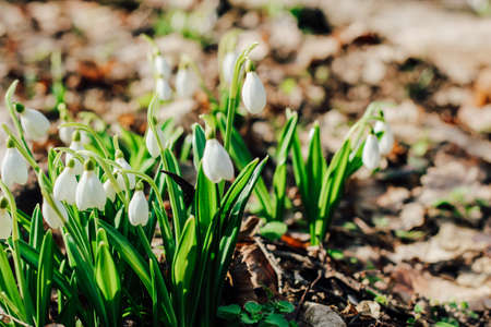 Snowdrops in a clearing in the forest. Spring primrosesの写真素材