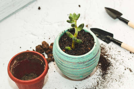 The succulent pachyphytum is transplanted into a new pot using garden tools.の写真素材