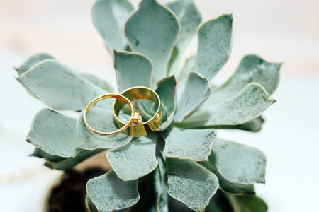 Wedding gold rings on a green succulent. Wedding object photo.