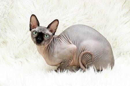 Bald cat of the Canadian Sphynx breed. Chocolate color.の写真素材