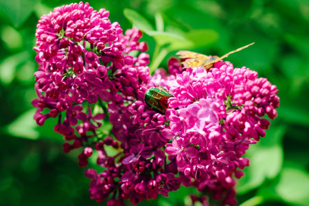 A green little beetle sits on a branch of a lilac flowering lilac.の写真素材