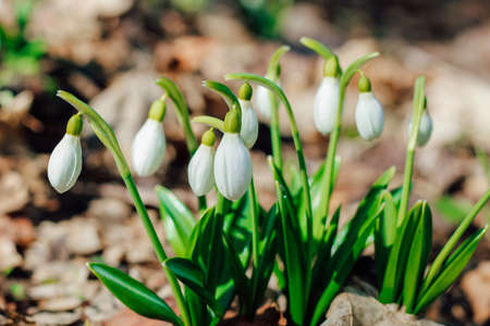 Snowdrops in a clearing in the forest. Spring primrosesの写真素材