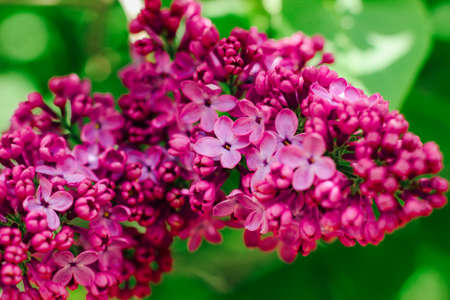 A branch of lilac blooming lilacs in spring on a background of greenery.の写真素材