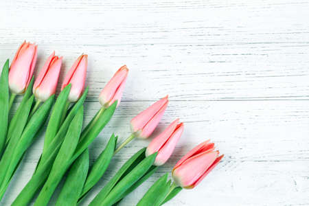 Pink spring tulips on a background of white boards. Place for text.の写真素材