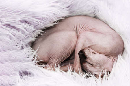 Canadian hairless sphynx cat is fast asleep, curled up in a ball.の写真素材