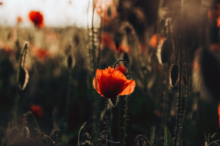Red poppies in a field against a sunset background. Beautiful flower picture for content.