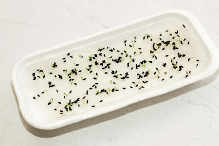 Microgreen, sprouted lettuce in a round container. Plants grown at home.の写真素材