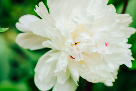Background from delicate white peonies. Content for business, design.の写真素材