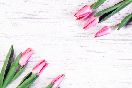 Pink spring tulips on a background of white boards. Place for text.の写真素材