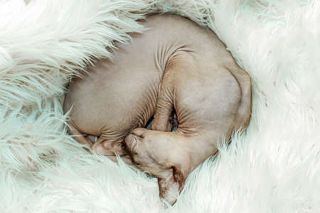 Canadian hairless sphynx cat is fast asleep, curled up in a ball.の写真素材
