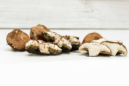 Fractured flywheel Xerocomus mushrooms with worms inside.の写真素材