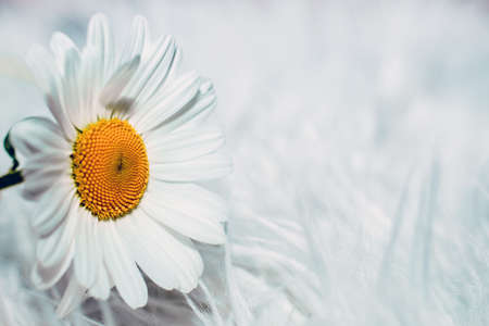 Delicate daisies close-up. Floral light background for designers.の写真素材