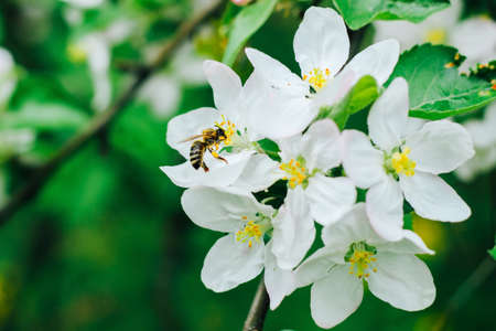 Apple blossom close-up on a green background in the garden. A bee cuddles on white flowers.の写真素材