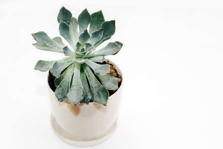 Green beautiful succulent echeveria on a light background.の写真素材
