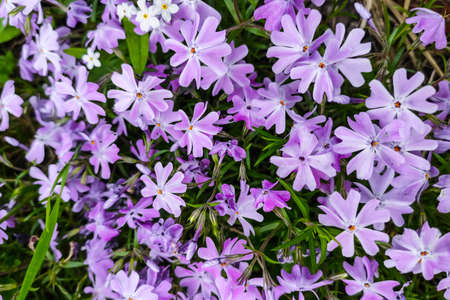Dianthus deltoides in a flower bed. Purple flowers carpet.の写真素材