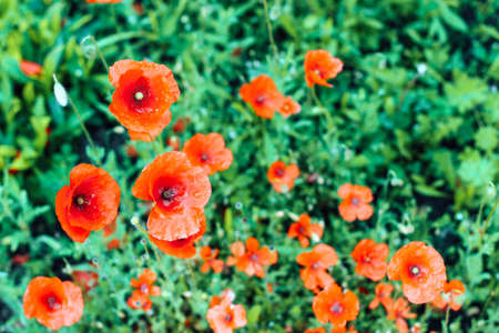 Red poppies in a green field. Beautiful flower picture for content.の写真素材