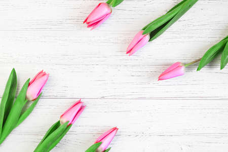 Pink spring tulips on a background of white boards. Place for text.の写真素材