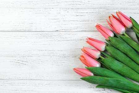 Pink spring tulips on a background of white boards. Place for text.の写真素材