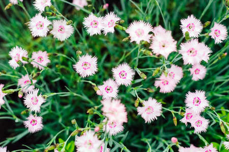 Background from field violet delicate flowers. Content for business, design.の写真素材