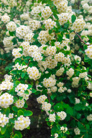 White blooming Spiraea in a flowerbed at a summer residence.の写真素材
