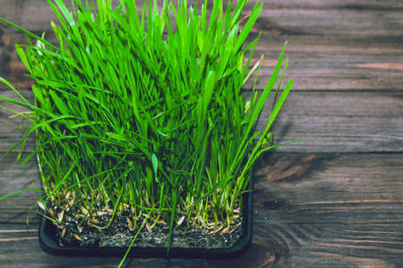 A green vitamin herb for cats. Sprouted wheat for health and diet.の写真素材
