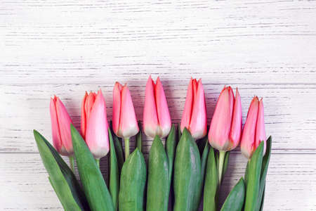 Pink spring tulips on a background of white boards. Place for text.の写真素材