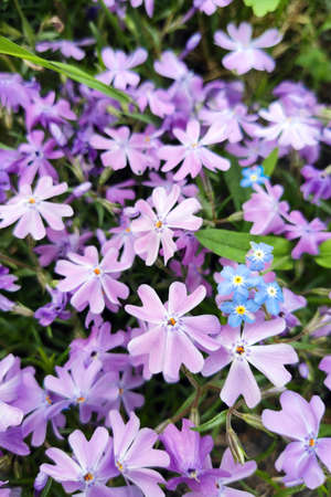 Dianthus deltoides in a flower bed. Purple flowers carpet.の写真素材