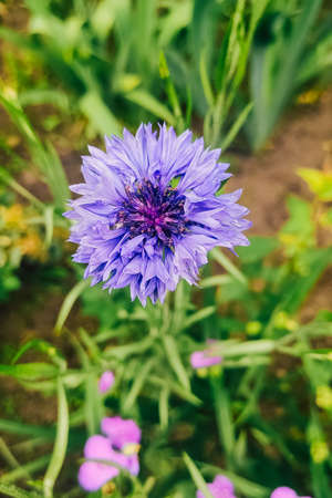 Blue hair flower on the background of greenery in the garden.の写真素材