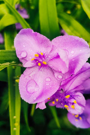 Purple Tradescantia flower with dew drops on the background of greenery in the garden.の写真素材
