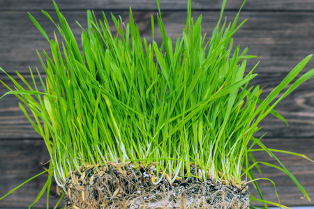A green vitamin herb for cats. Sprouted wheat for health and diet.