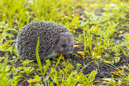 Forest hedgehog in the clearing. A thorny ball on a walk among the yellow autumn foliage.の写真素材