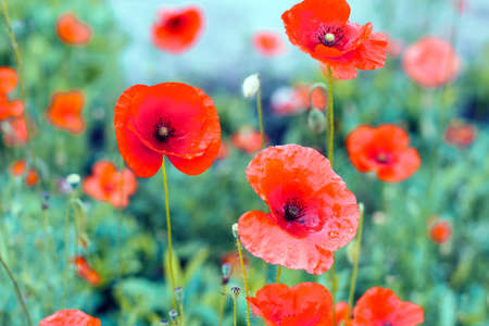 Red poppies in a green field. Beautiful flower picture for content.の写真素材