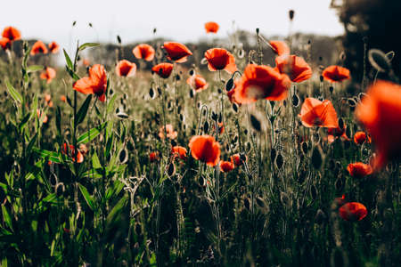 Red poppies in a field against a sunset background. Beautiful flower picture for content.の写真素材